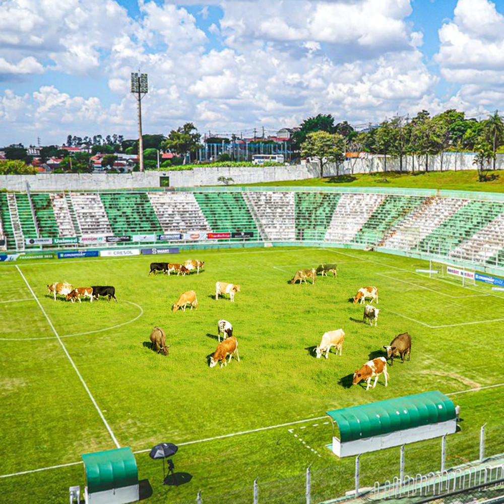 Solução para o pasto